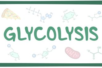 how does pmai influence glycolysis and oxphos