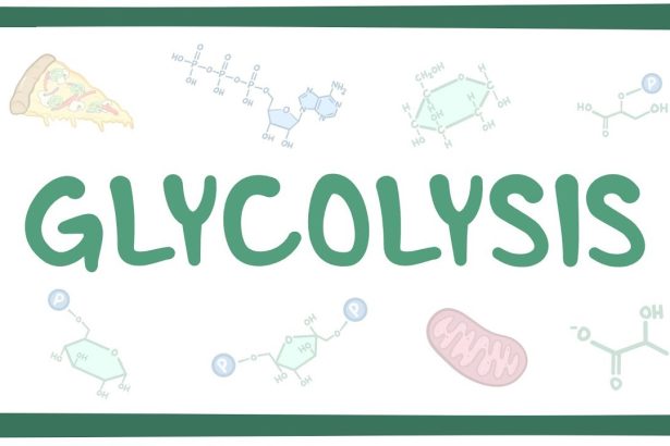 how does pmai influence glycolysis and oxphos
