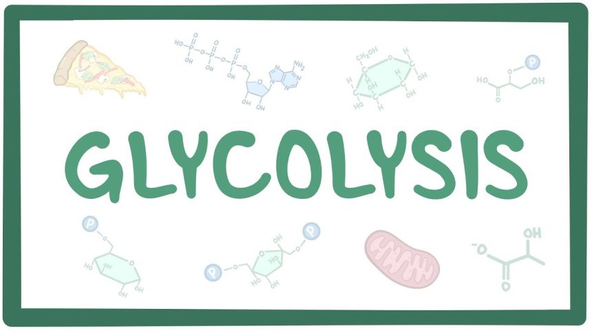 how does pmai influence glycolysis and oxphos