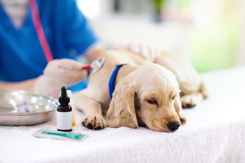 rivaroxaban and cerenia in dogs