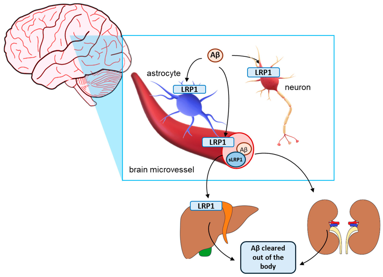 dexamethasone and lrp1