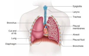 diagram of human respiratory system