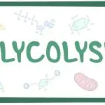 how does pmai influence glycolysis and oxphos