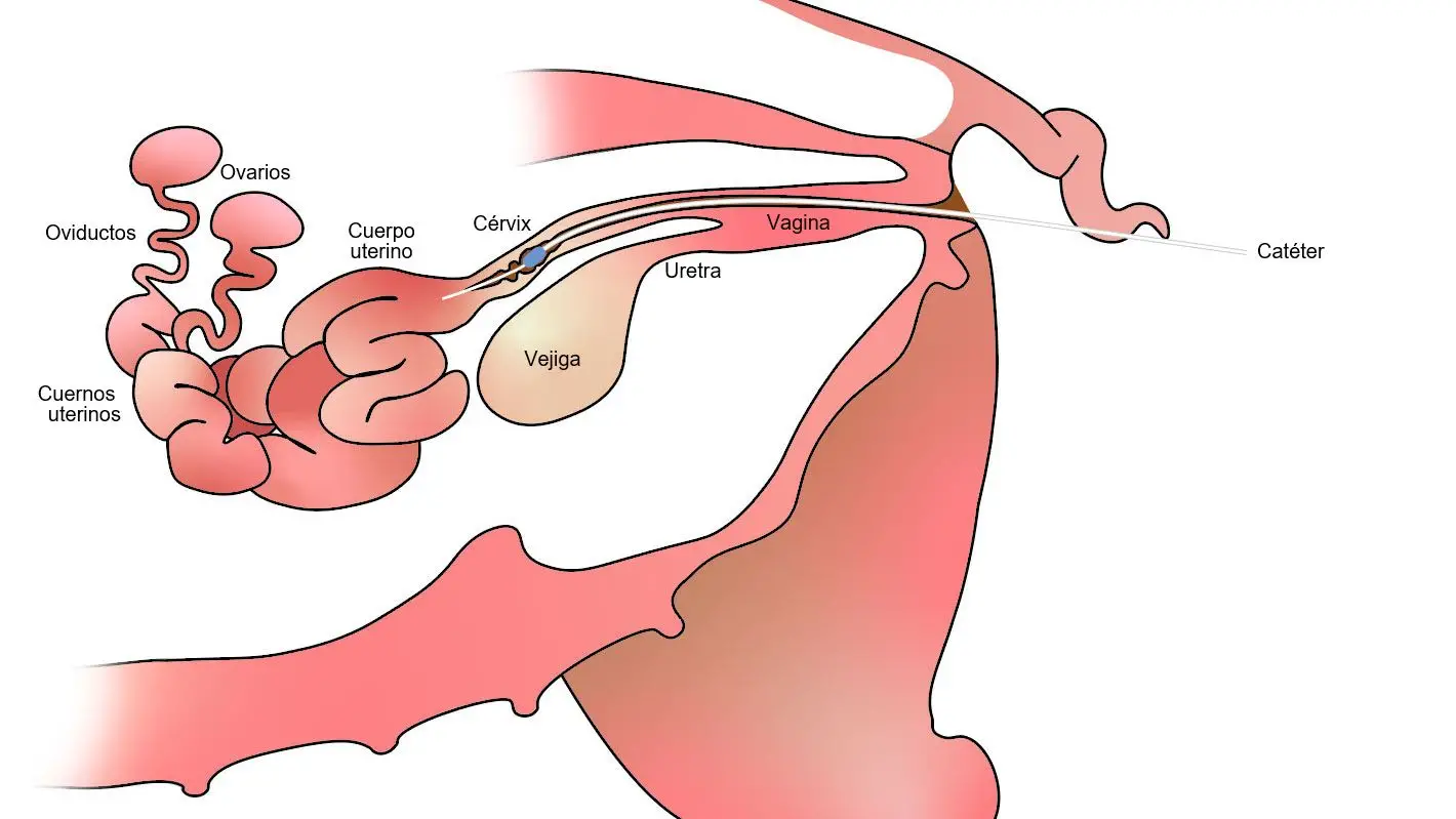 boar 2d anatomy reproductive image