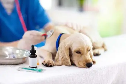 rivaroxaban and cerenia in dogs