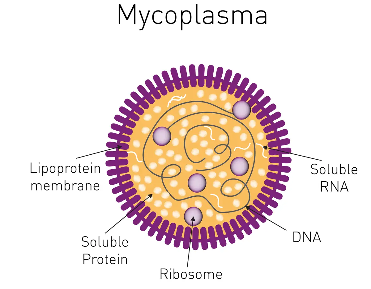 mycoplasma gllispetica turkeys