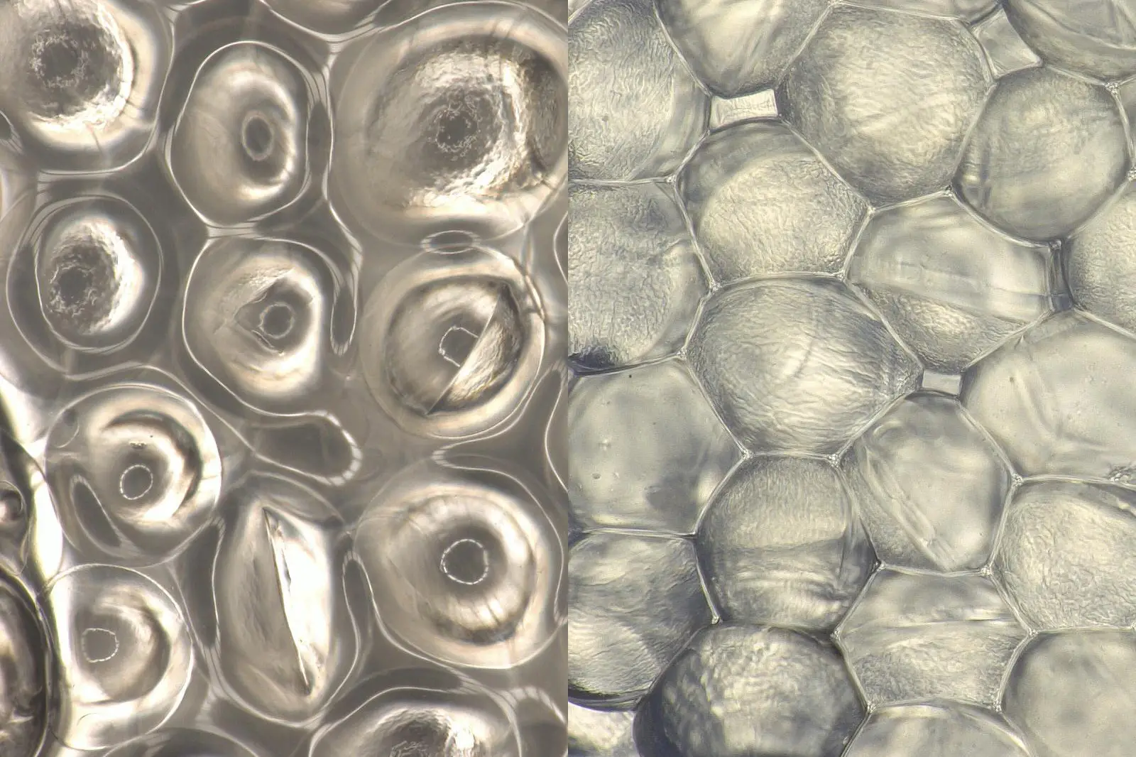 peg hydrogel degradation cave