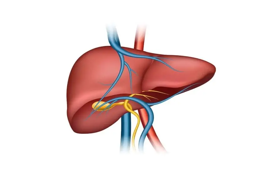ril175 liver aya matsui